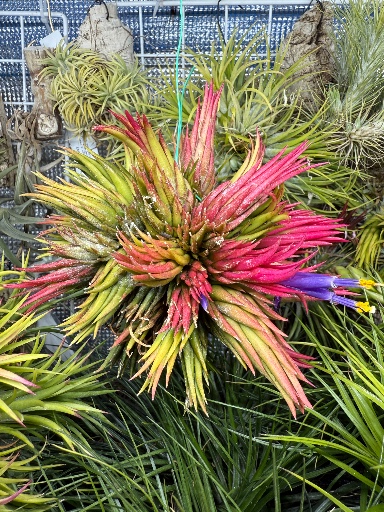 ペイラノイ peiranoi (tillandsia ティランジア チランジア) Tillandsia peiranoi（ティランジア・ペイラノイ）の育て方・詳細情報