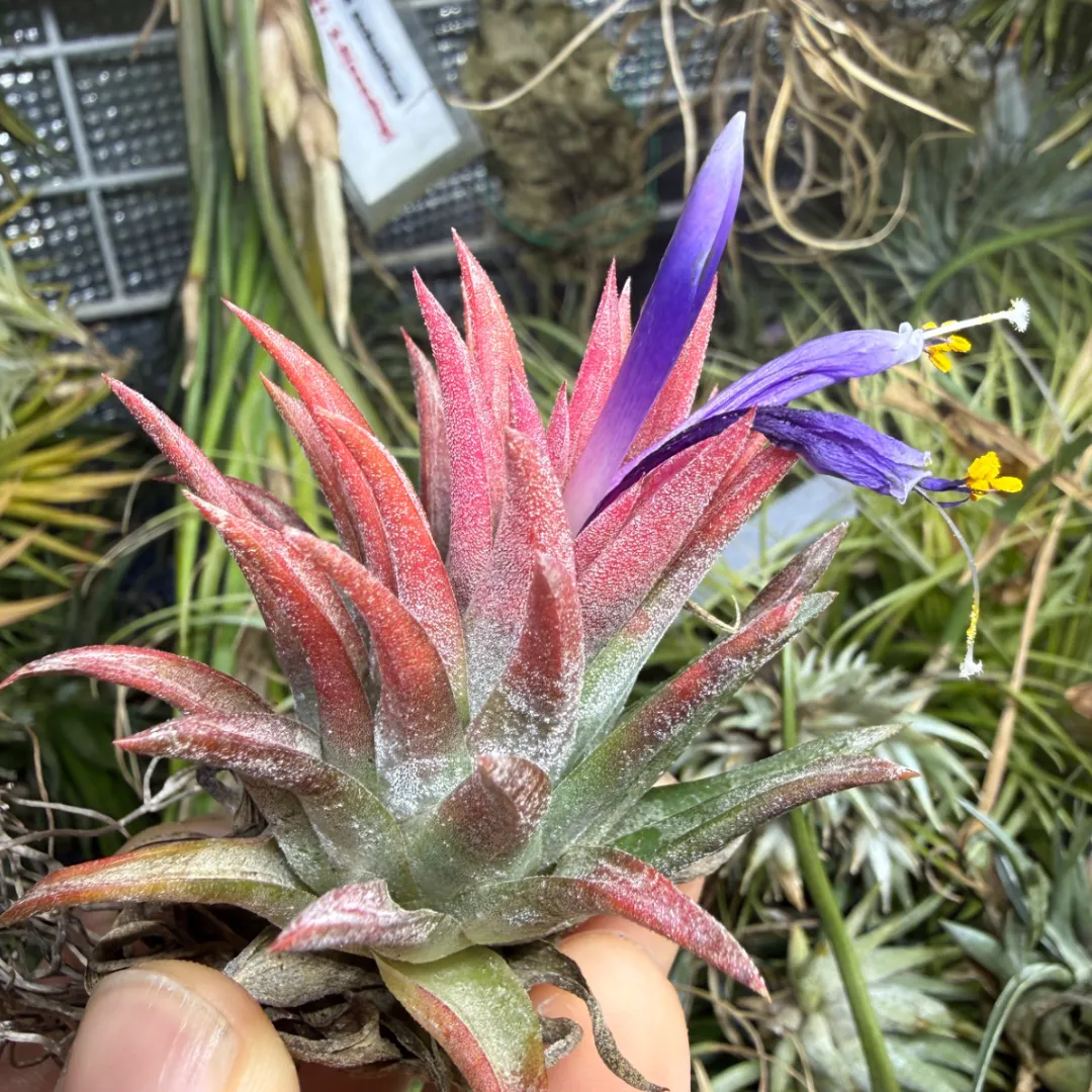 Tillandsia ionantha 'Succulent Form'（ティランジア・イオナンタ