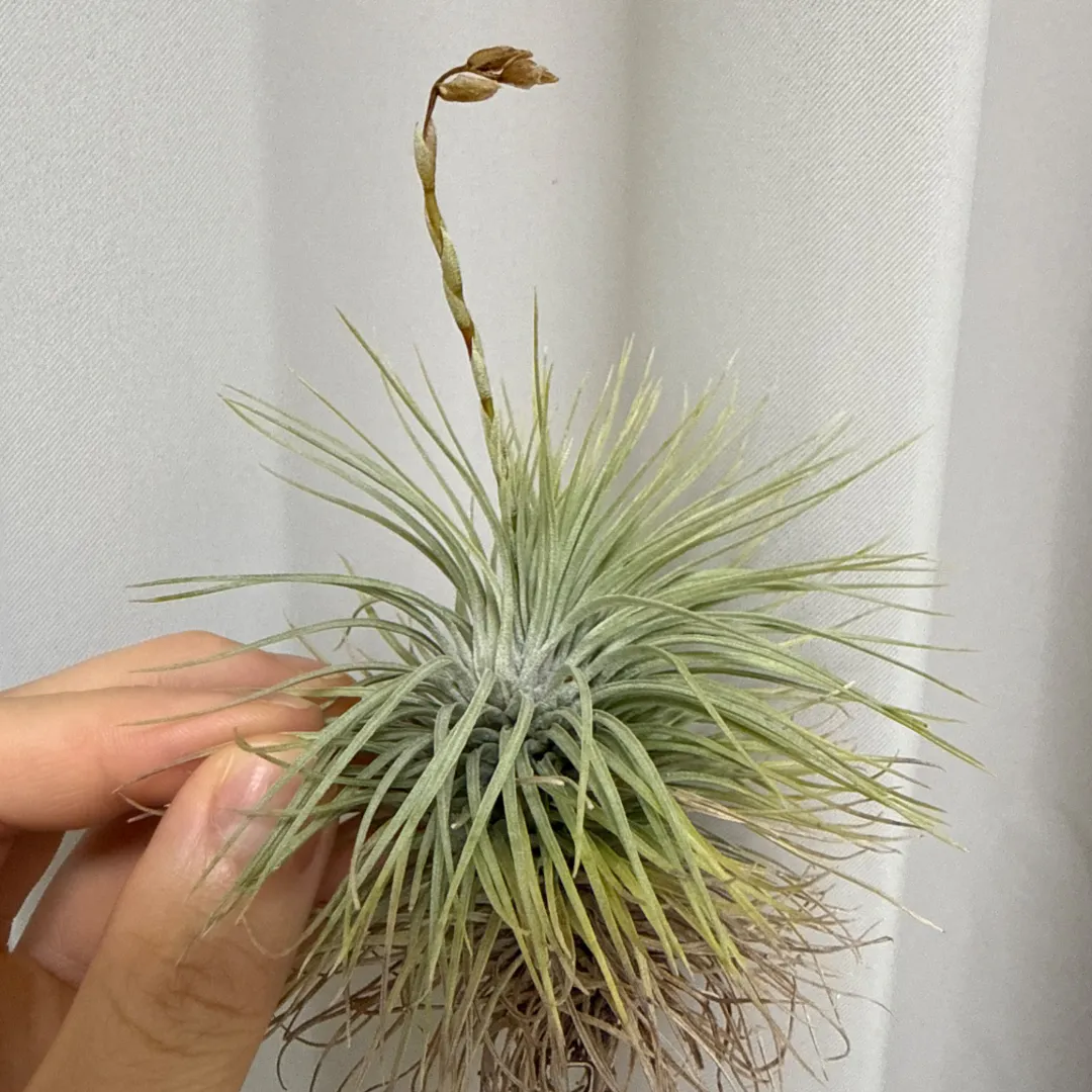 Tillandsia argentea | 植物の詳細 | Plants Log