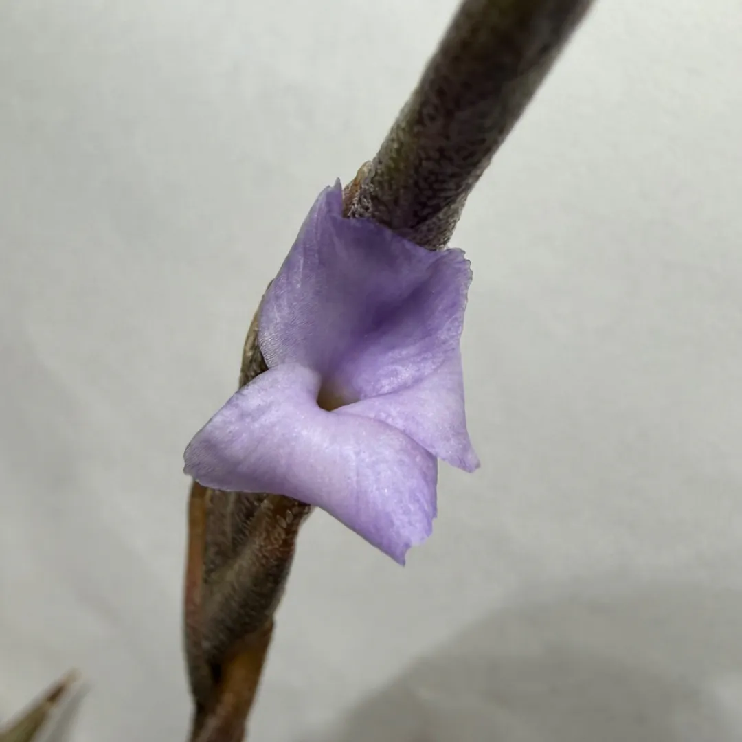 Tillandsia peiranoi（ティランジア・ペイラノイ） | 植物の詳細
