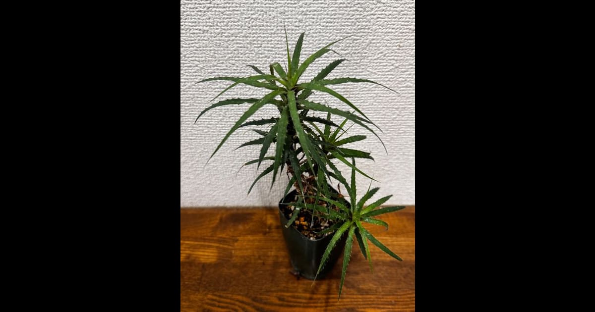 Rokautskyia microglazioui（ロカウツキア・ミクログラジオウイ）の