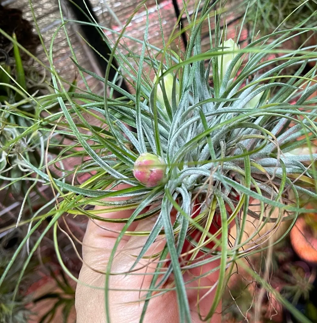 Tillandsia stricta（ティランジア・ストリクタ）の育て方・詳細情報