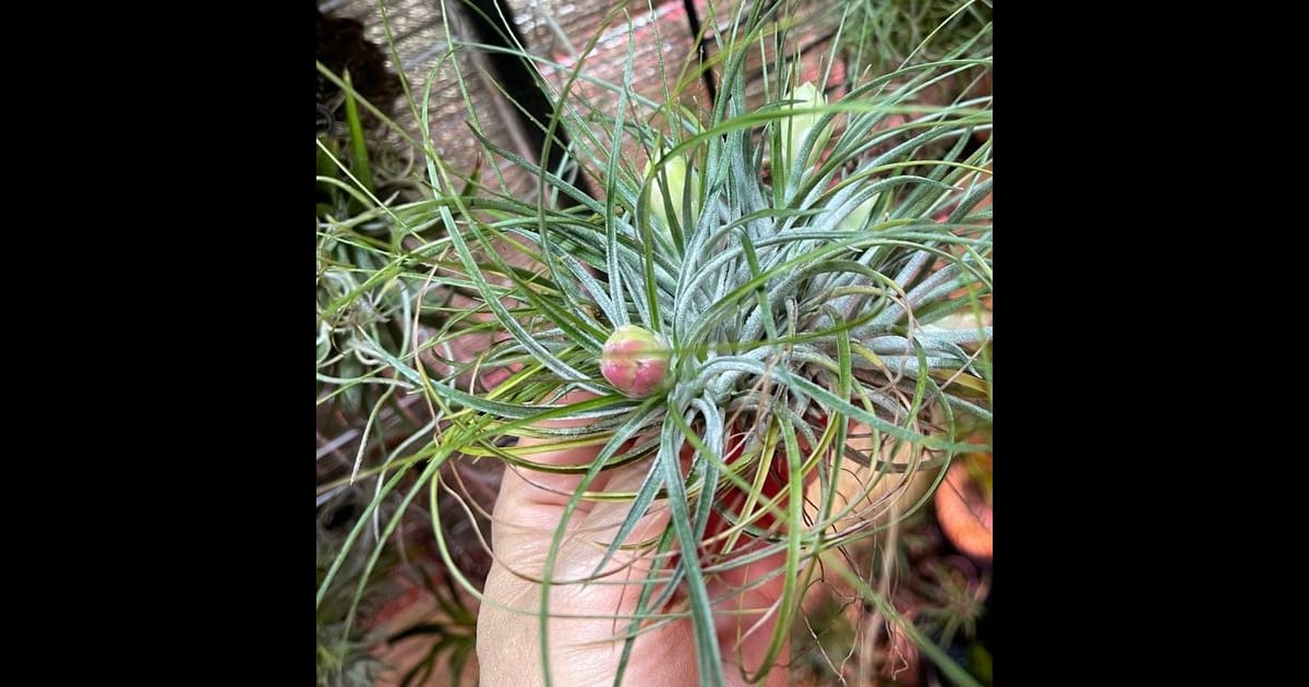 Tillandsia stricta（ティランジア・ストリクタ）の育て方・詳細情報