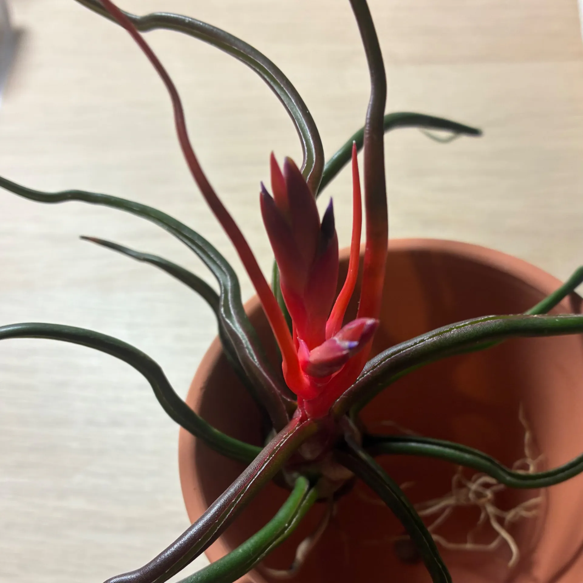 ブルボーサ