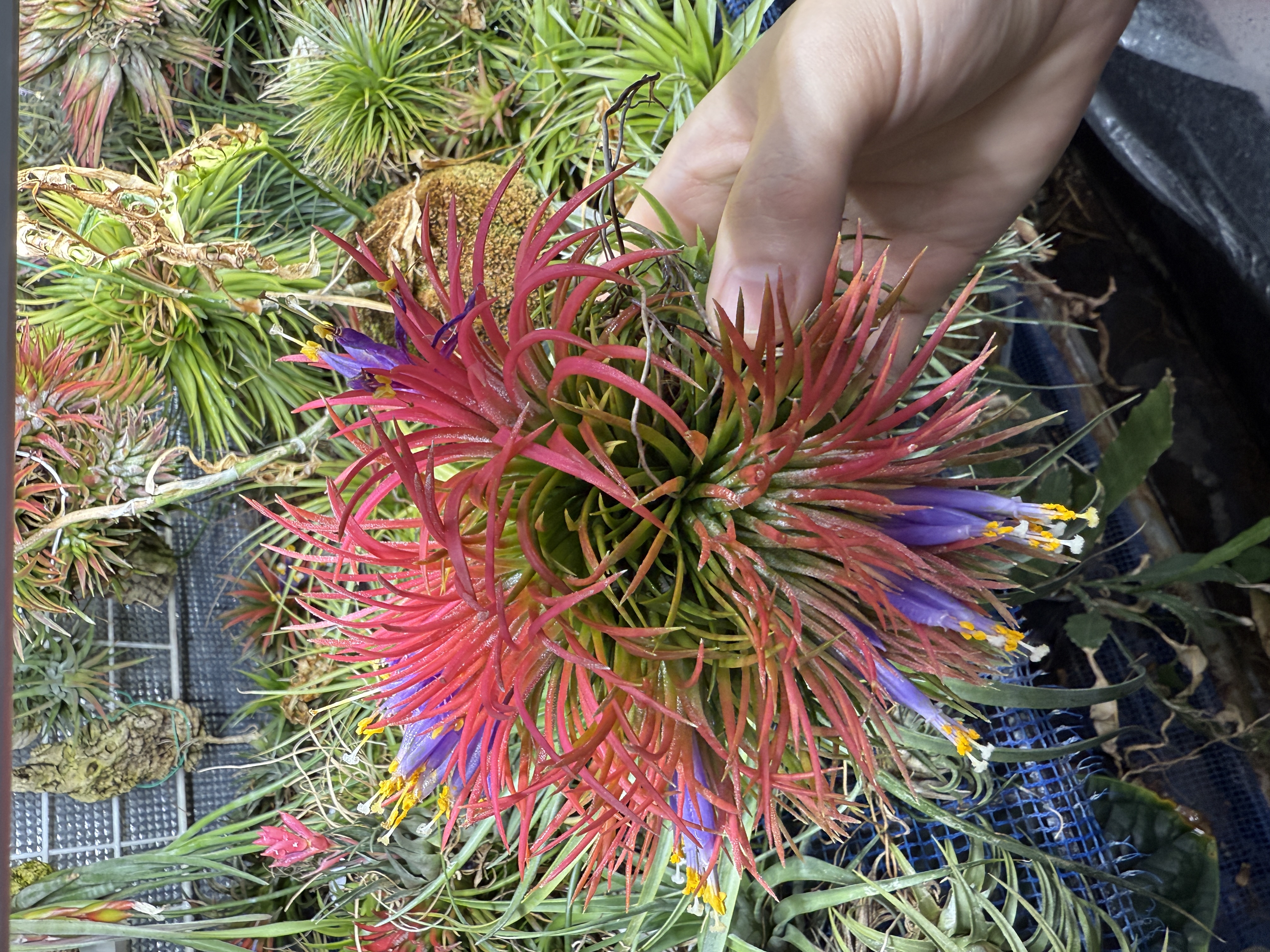 Tillandsia ionantha（ティランジア・イオナンタ）の育て方・詳細情報