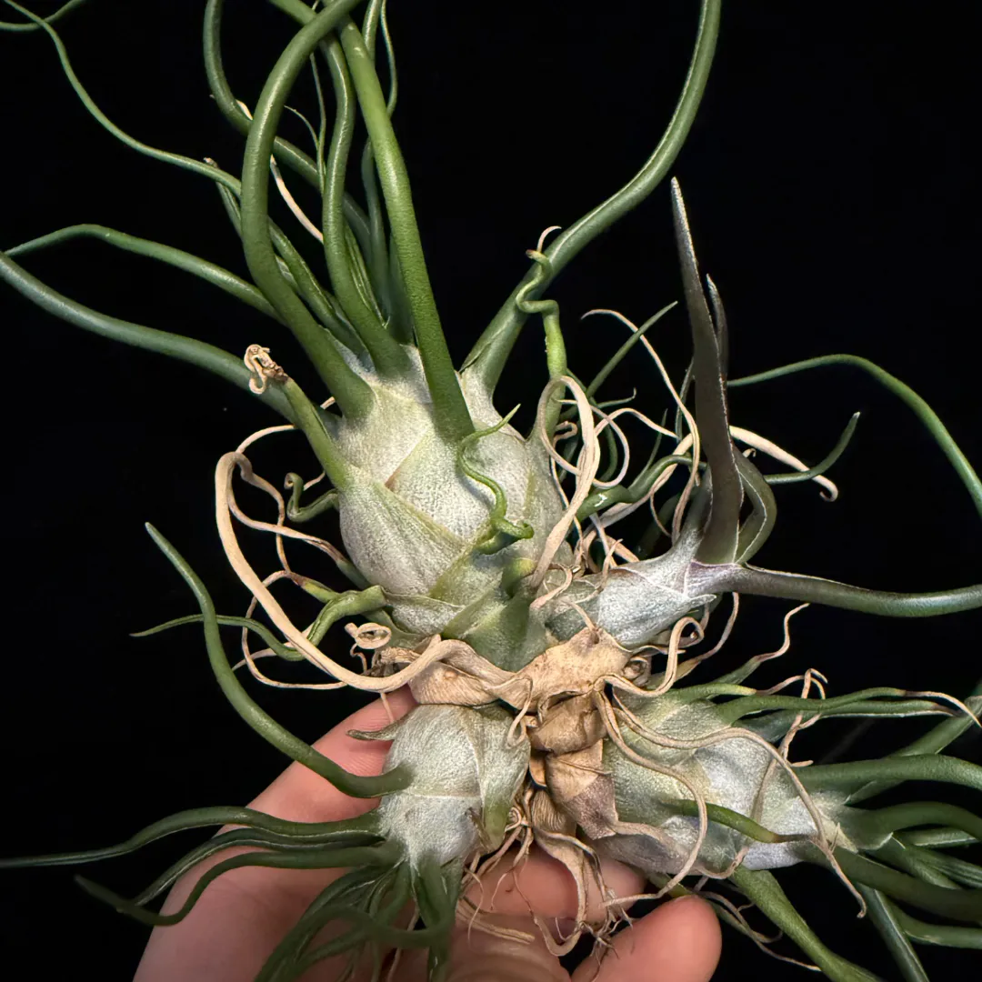 Tillandsia bulbosa 'Witty'（ティランジア・ブルボーサ） | Plants Log