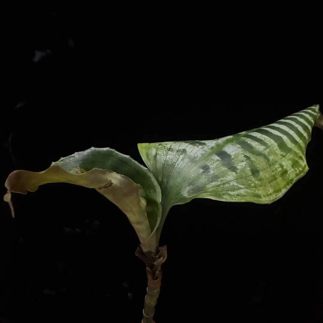 Dracaena goldieana