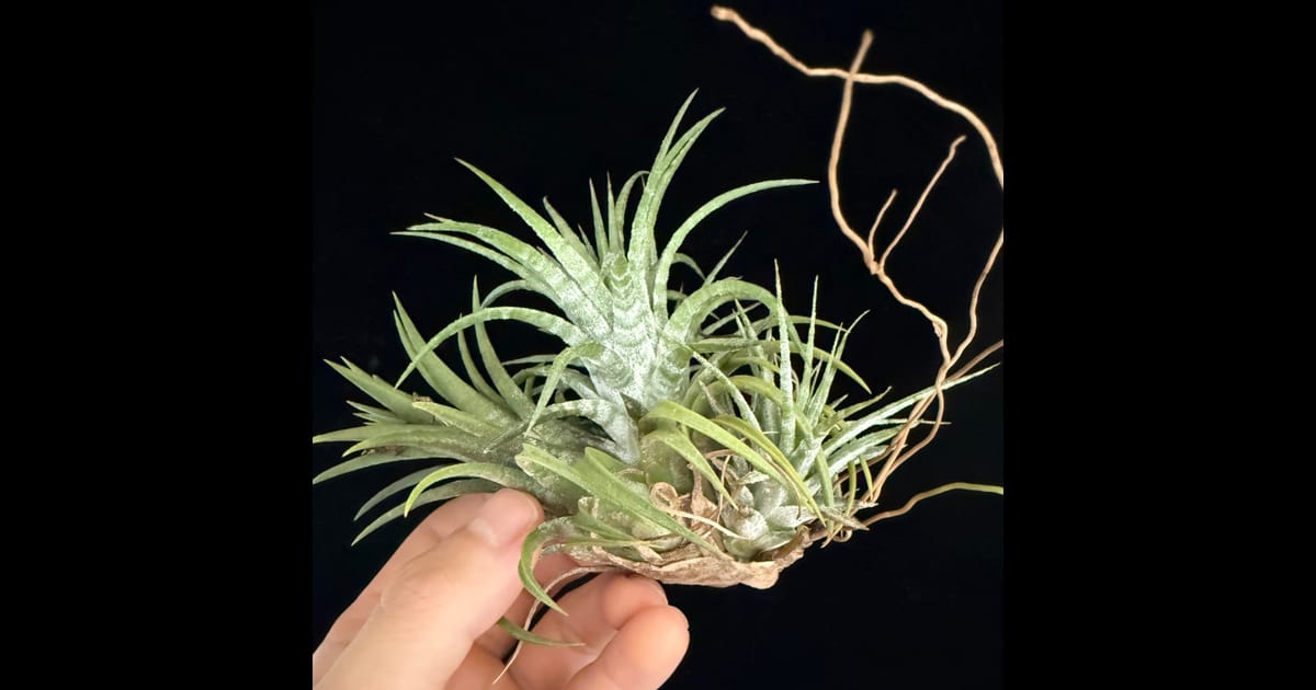 新入荷告知】イオナンタ ディファレンテ ionantha 'Diffarente