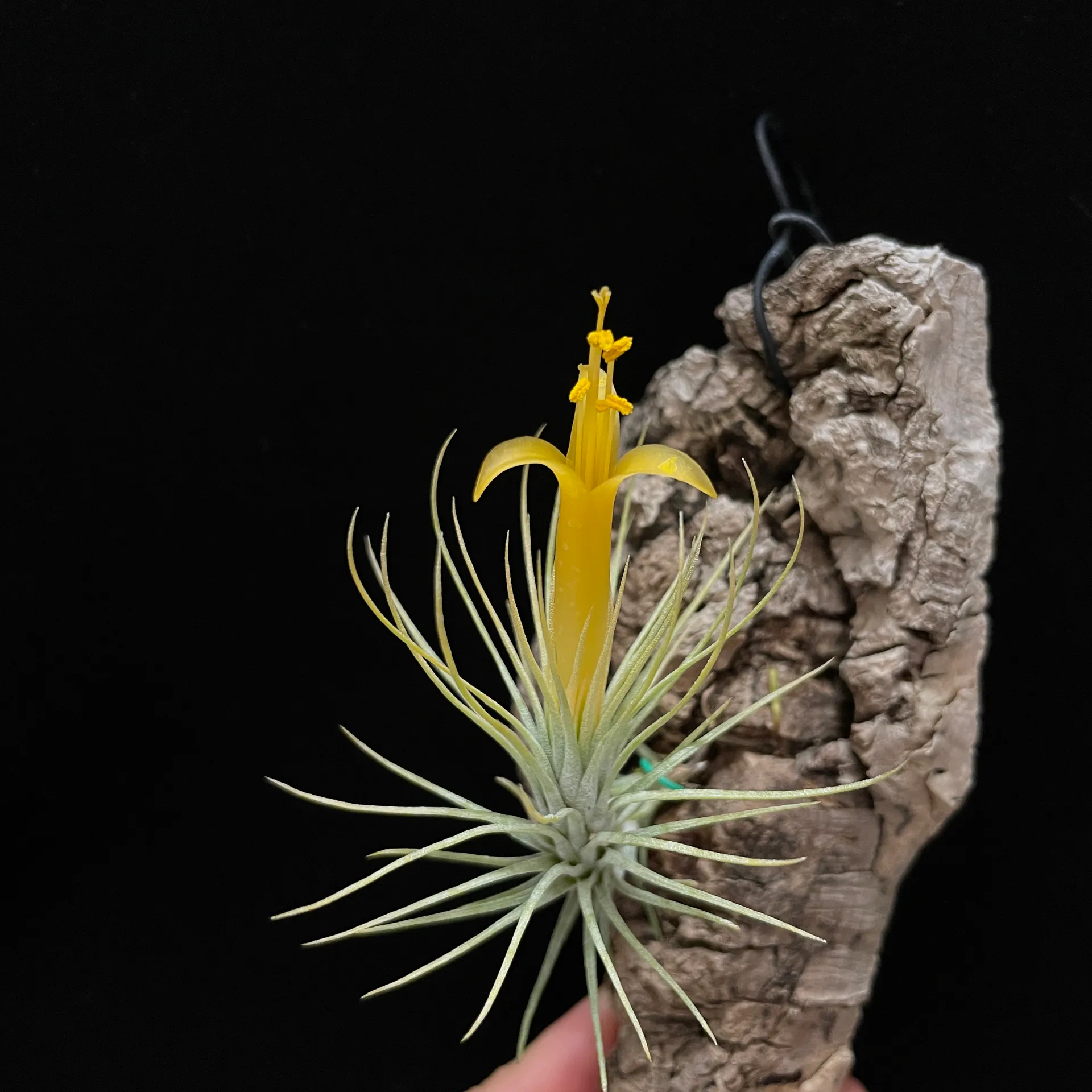 Tillandsia funckiana（ティランジア・フンキアナ）の育て方・詳細情報
