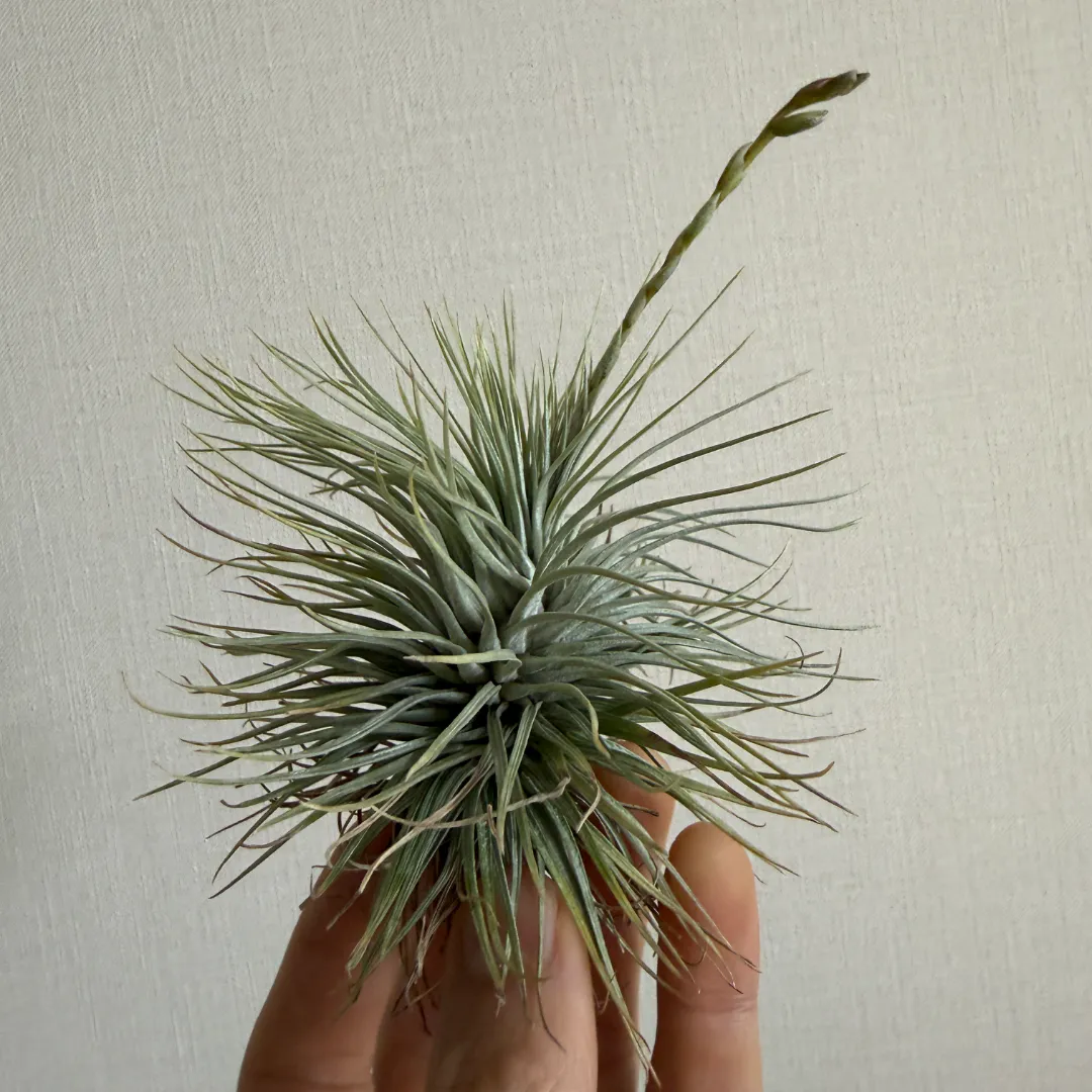 Tillandsia argentea | 植物の詳細 | Plants Log