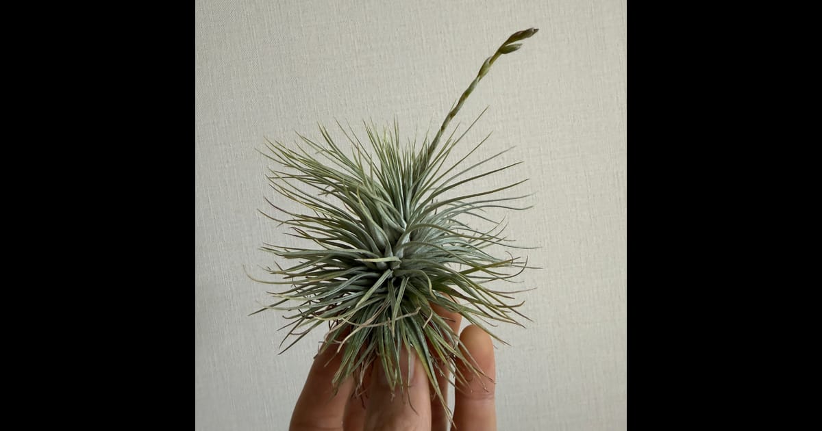 Tillandsia argentea 速達発送 Tillandsia argentea – Tillandsia In Hawaii