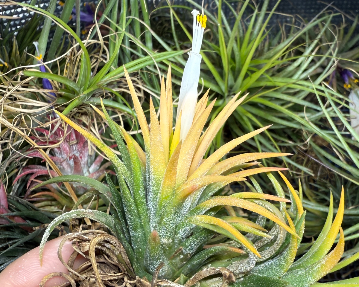 Tillandsia ionantha（ティランジア・イオナンタ）の育て方・詳細情報