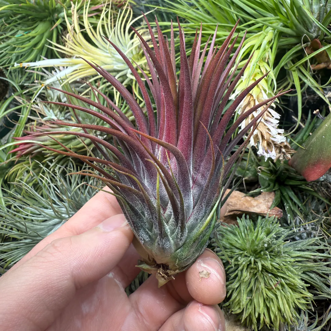Tillandsia ionantha（ティランジア・イオナンタ）の育て方・詳細情報