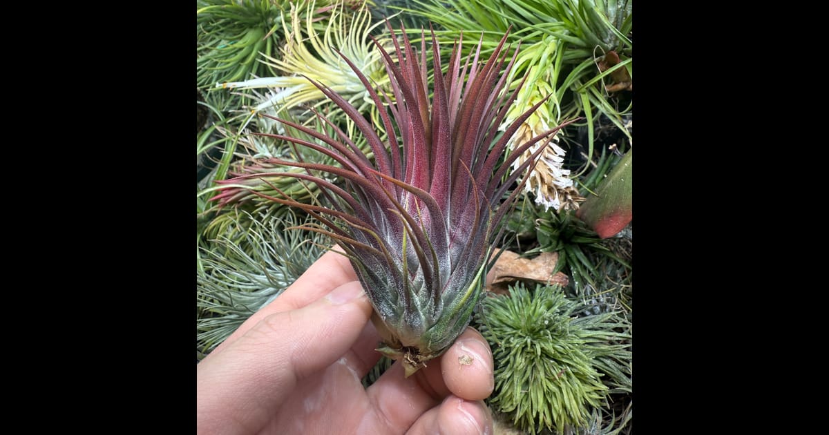 Tillandsia ionantha（ティランジア・イオナンタ）の育て方・詳細情報