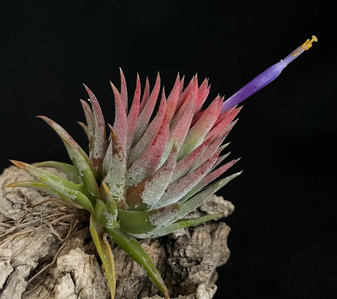Tillandsia ionantha 'Succulent Form'（ティランジア・イオナンタ