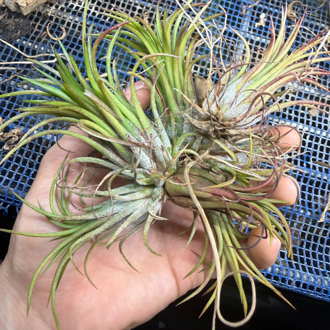 Tillandsia ionantha フエゴ x ドルイド