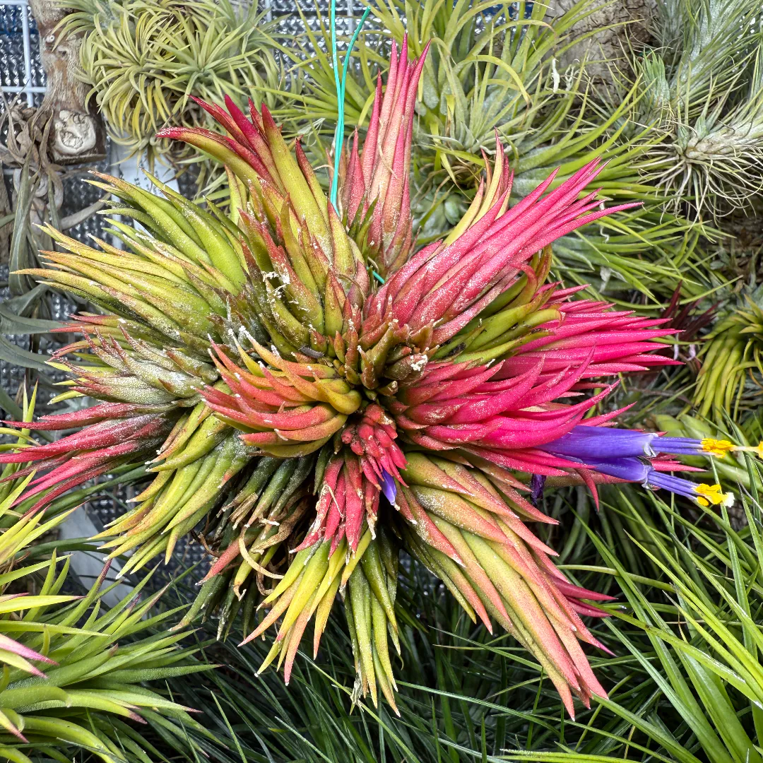 Tillandsia ionantha 'Haselnuss' | 植物の詳細 | Plants Log