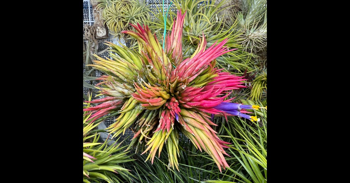 Tillandsia ionantha 'Haselnuss'（ティランジア・イオナンタ） | 植物