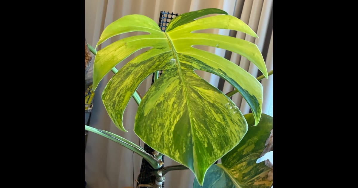 Monstera deliciosa（モンステラ・デリシオーサ）の育て方・詳細情報