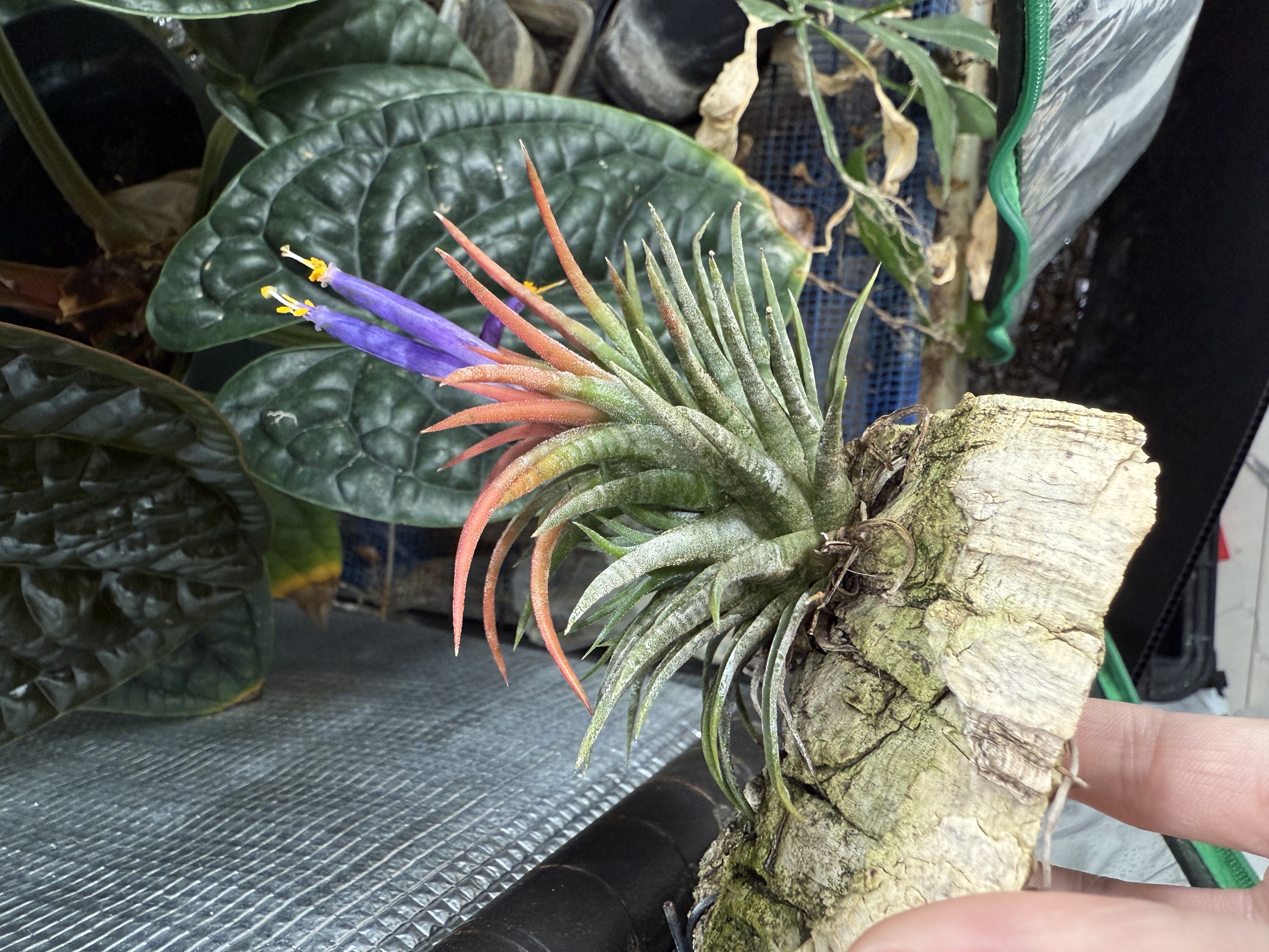 フラワー・ガーデニング Tillandsia ionantha Mexican zebra Tillandsia ionantha 'Mexican Zebra' – Tropiflora