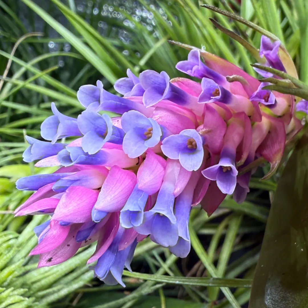 Tillandsia stricta（ティランジア・ストリクタ）の育て方・詳細情報