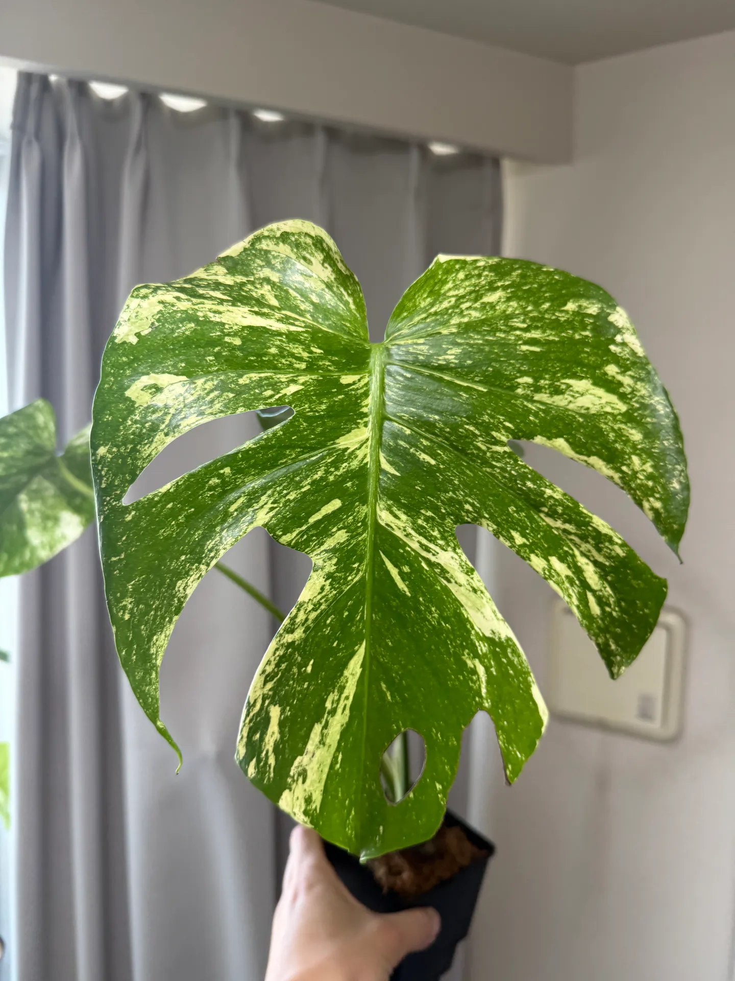 Monstera deliciosa 'White Monster' | 植物の詳細 | Plants Log