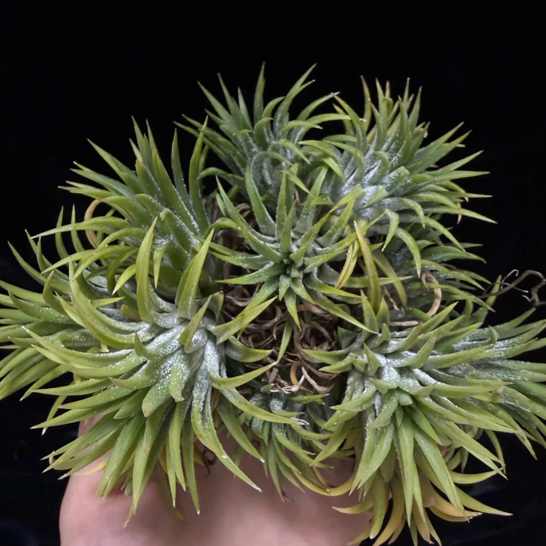 Tillandsia ionantha var. albiflora