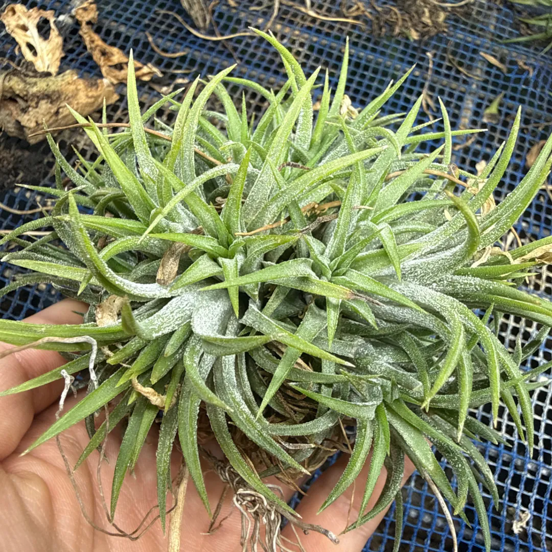 Tillandsia ionantha ブルーアイドドウイド