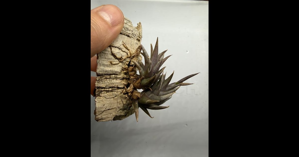 Tillandsia peiranoi（ティランジア・ペイラノイ）の育て方・詳細情報