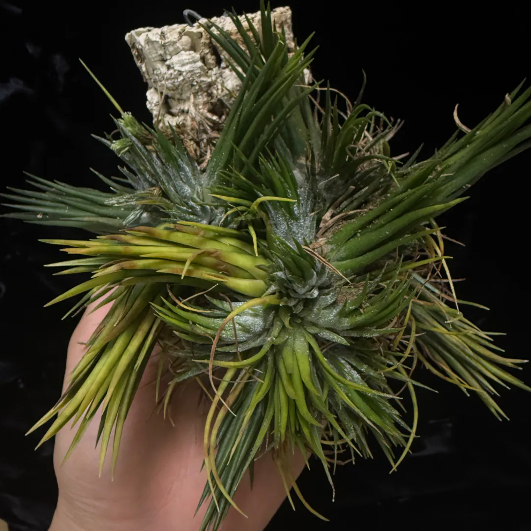 Tillandsia ionantha 'Fuego Yellow'