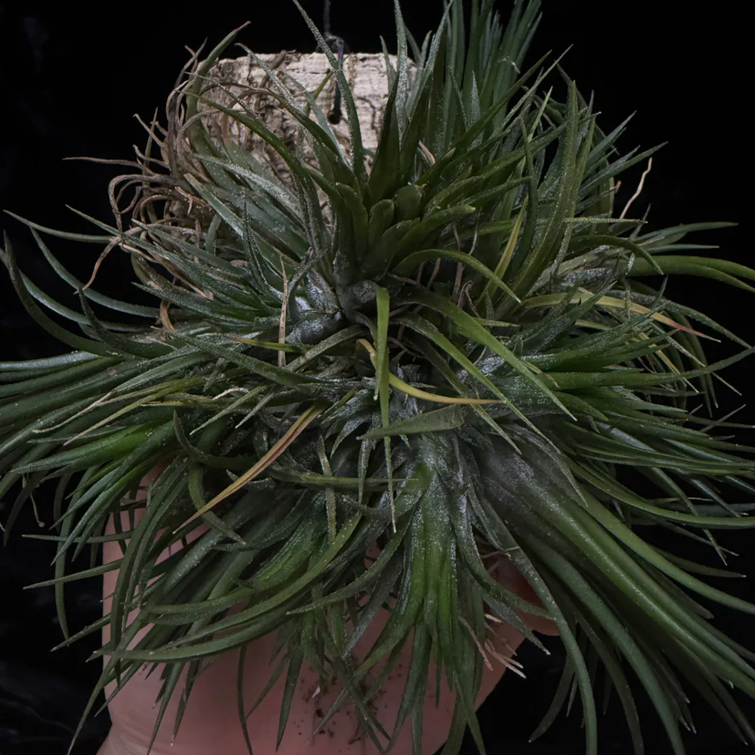 Tillandsia ionantha 'Fuego Red Giant'