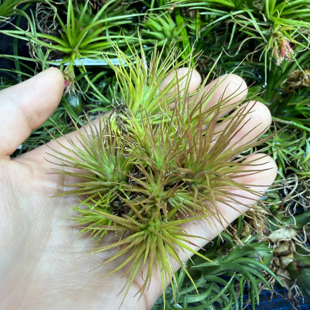 T ionantha 'Fuego Yellow' x T funckiana 'Yellow Flower Form'