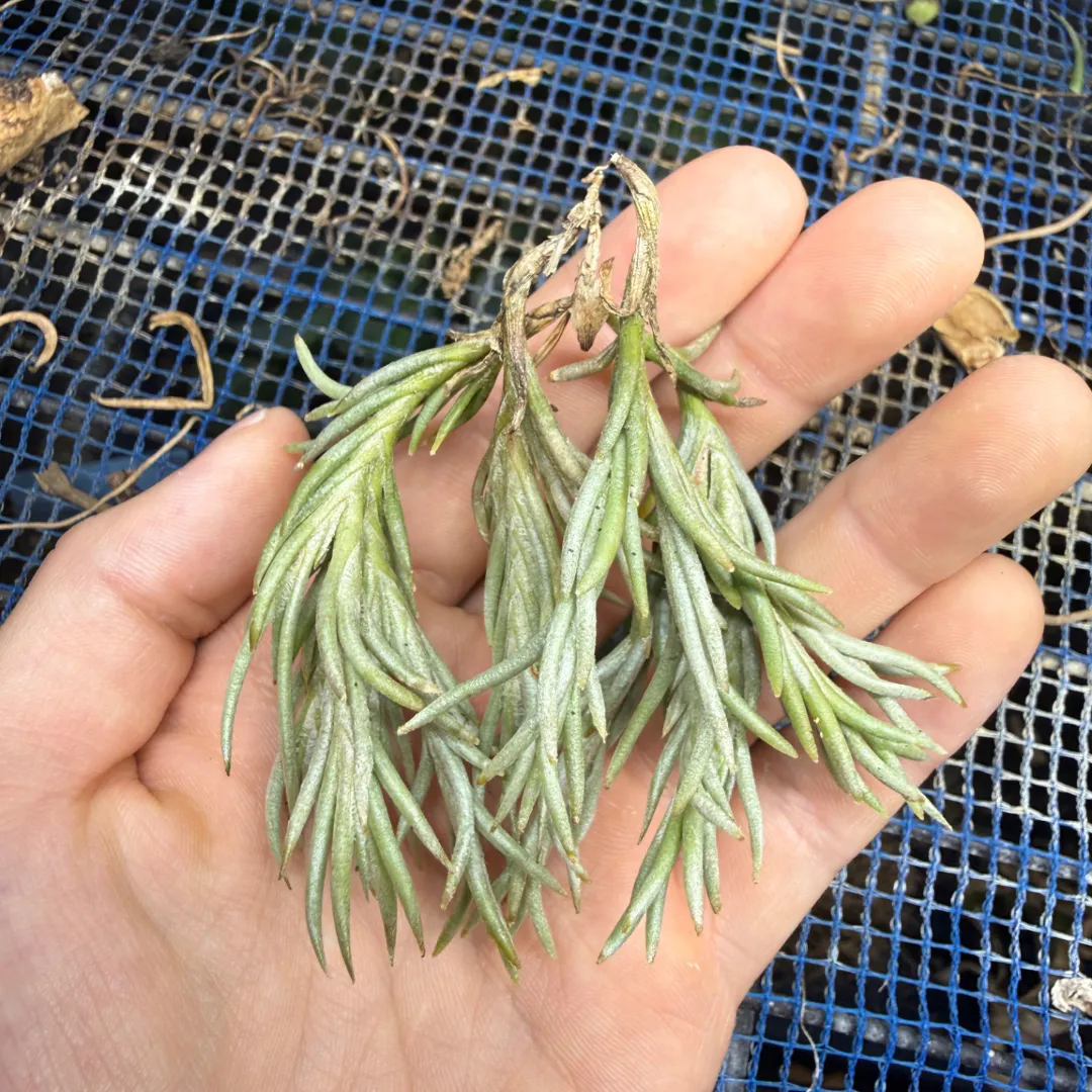 Tillandsia capillaris