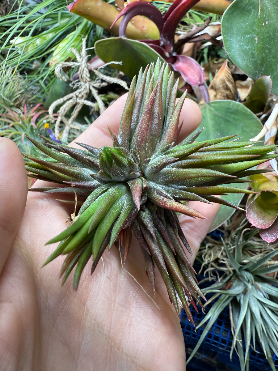 Tillandsia ionantha 'Apretado' | 植物の詳細 | Plants Log