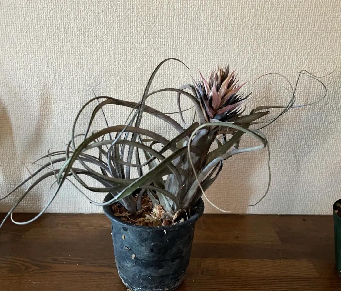 Aechmea recurvata