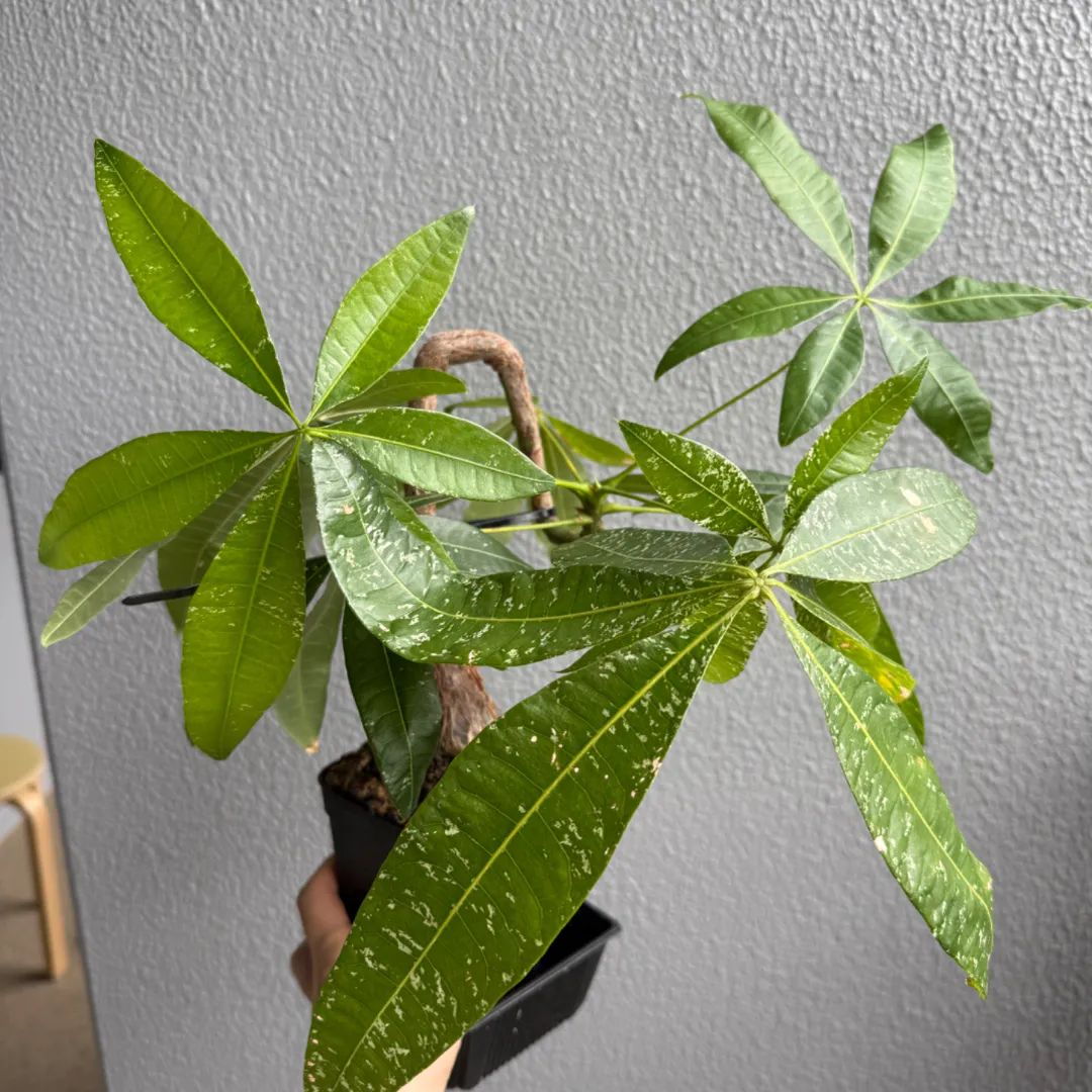 パキラ　斑入り