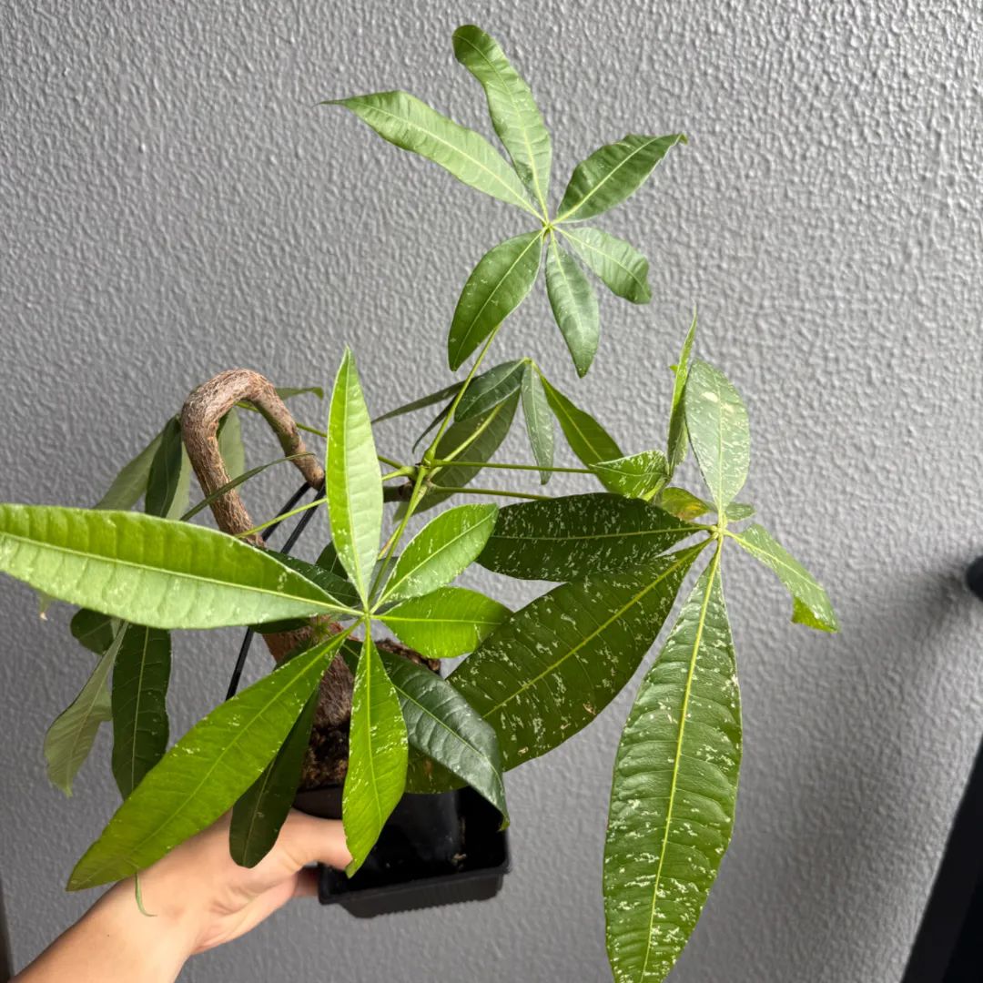 Growth record image