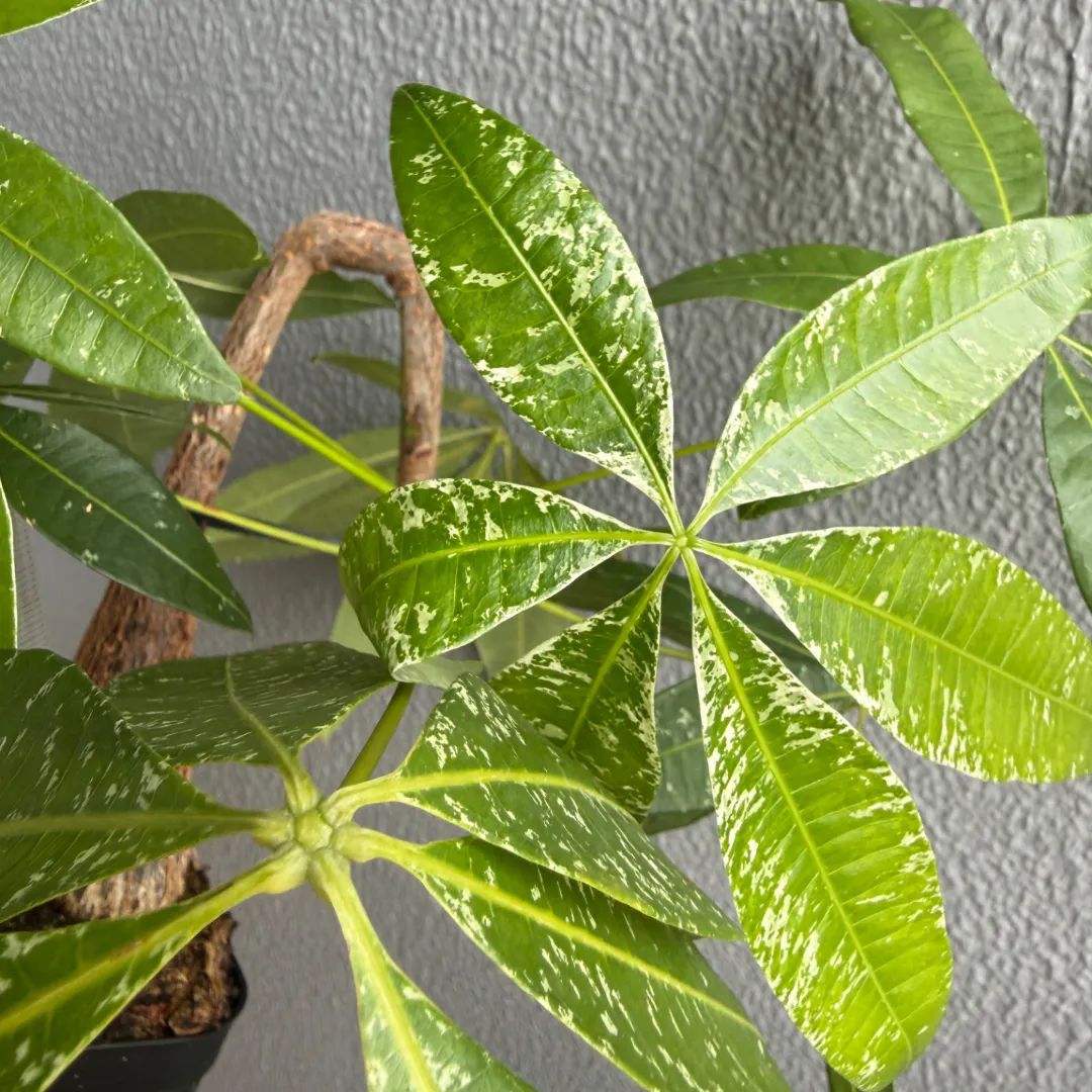 Growth record image
