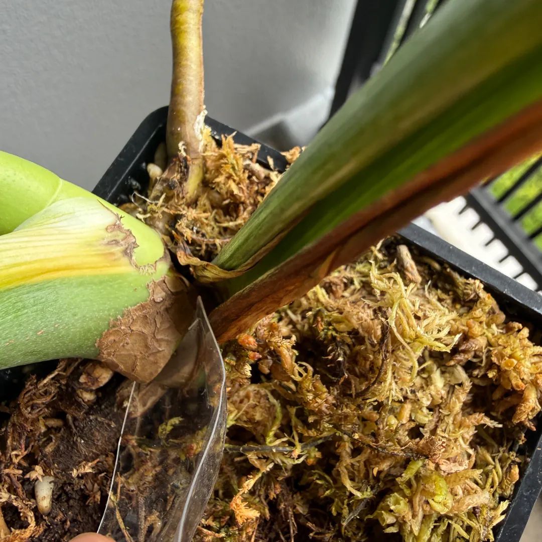 Monstera deliciosa 'White Monster'の成長記録