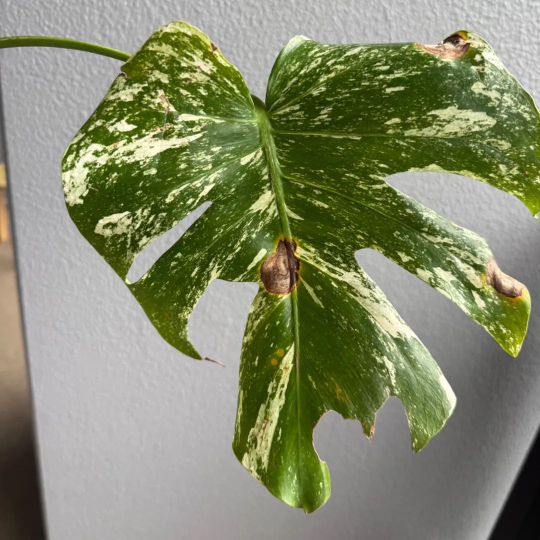 Monstera deliciosa 'White Monster'の成長記録