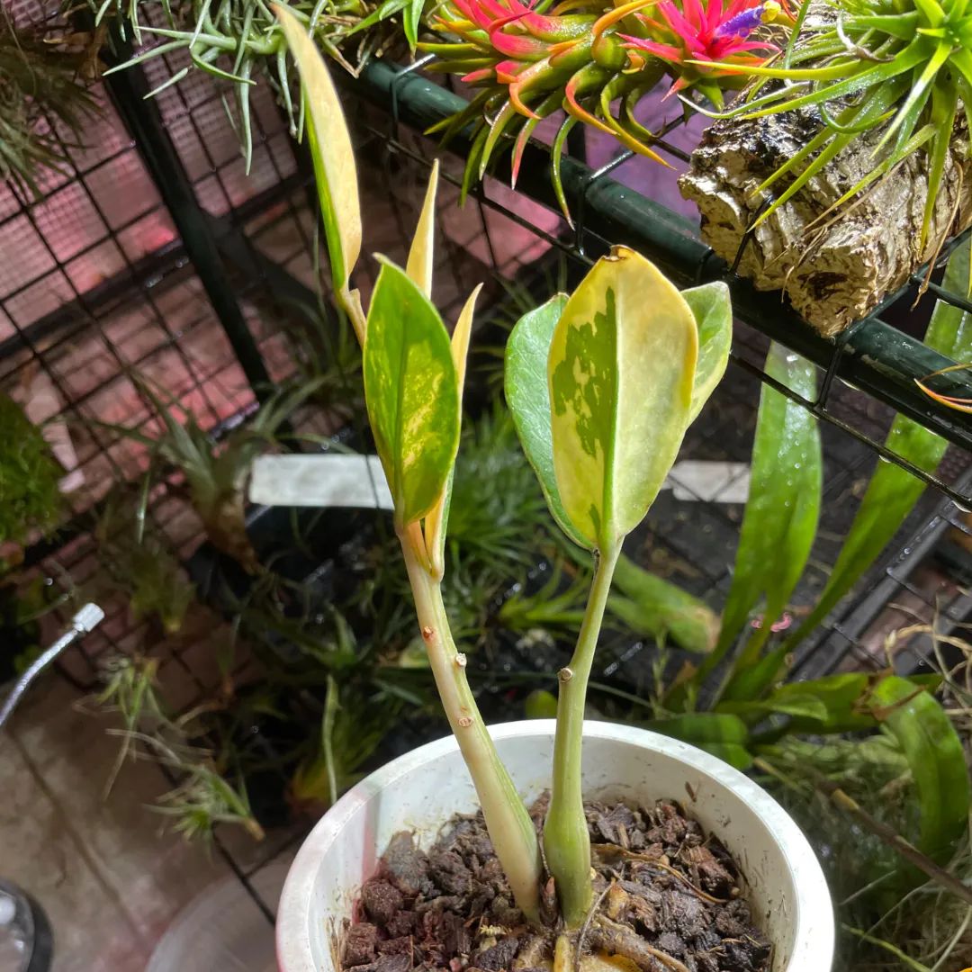 Zamioculcas zamiifolia 'Variegata'