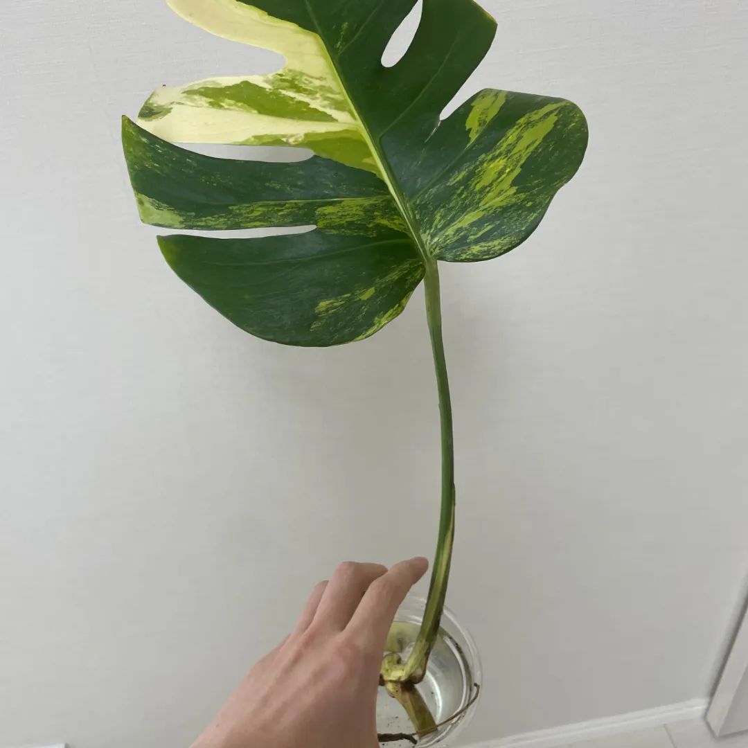 成長記録画像