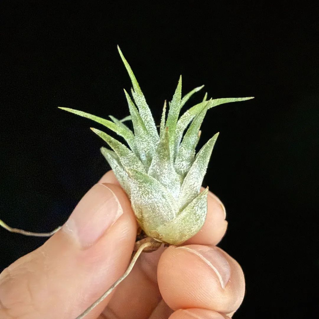 成長記録画像