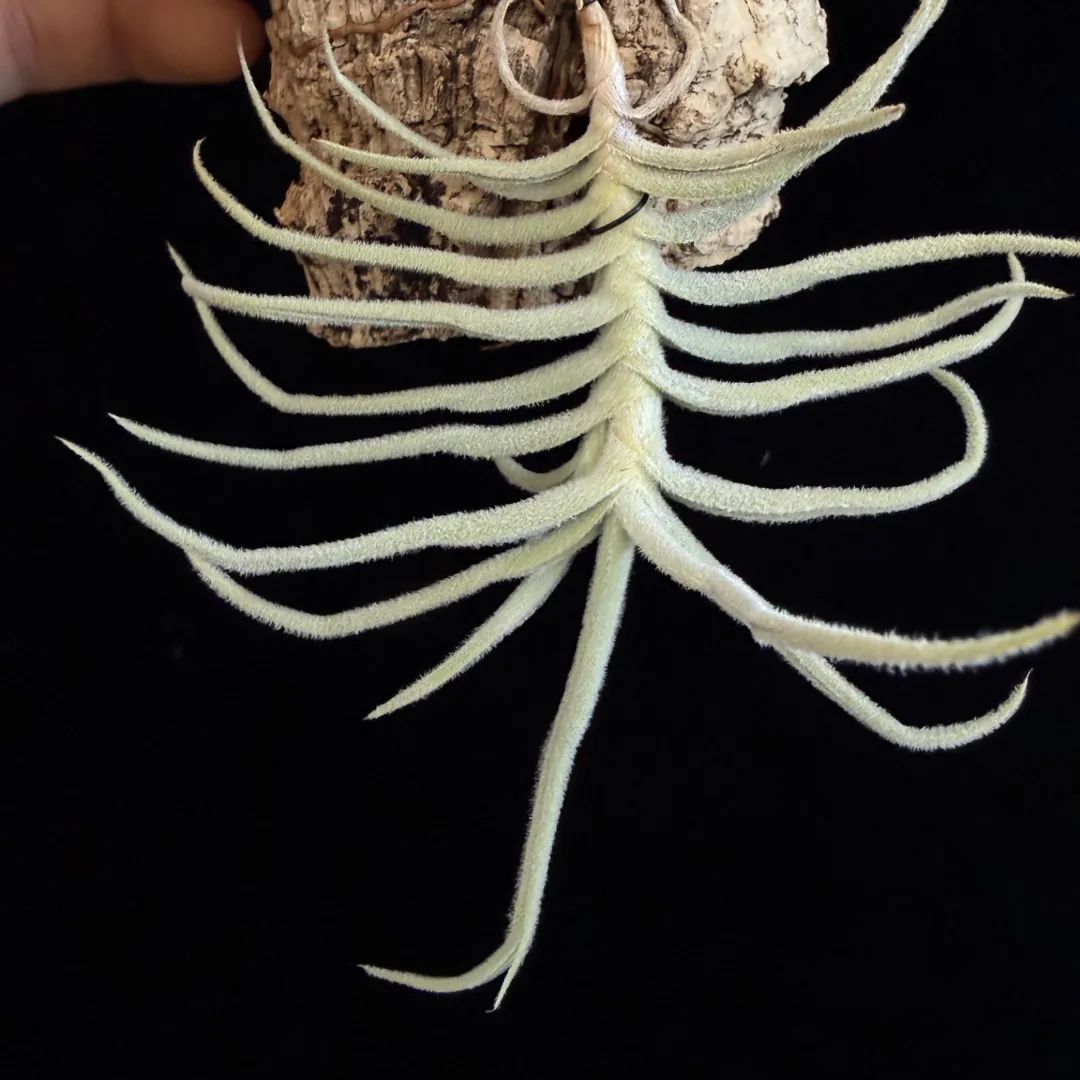 Tillandsia paleacea 'Distichous Form'の成長記録
