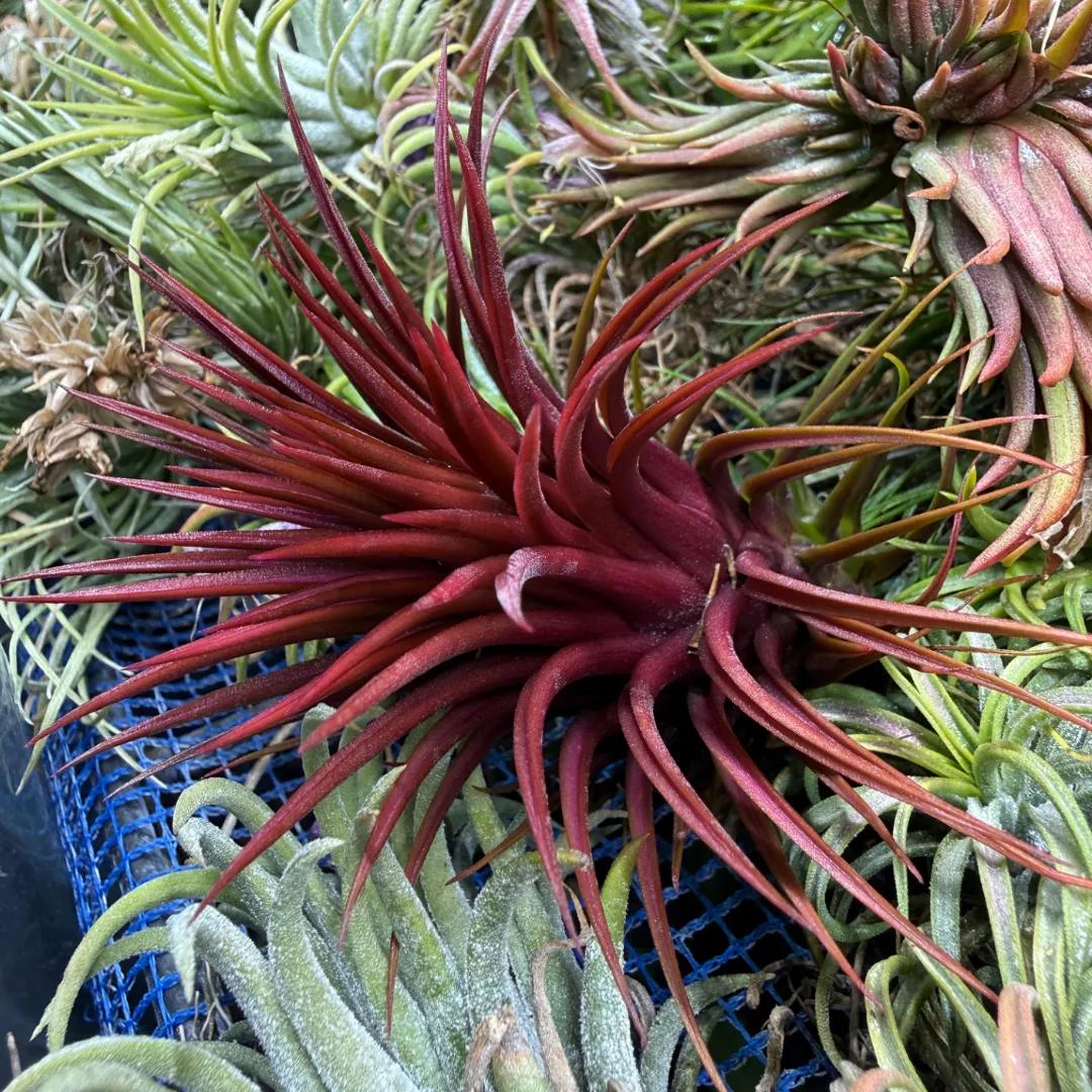 Tillandsia ionantha var. stricta