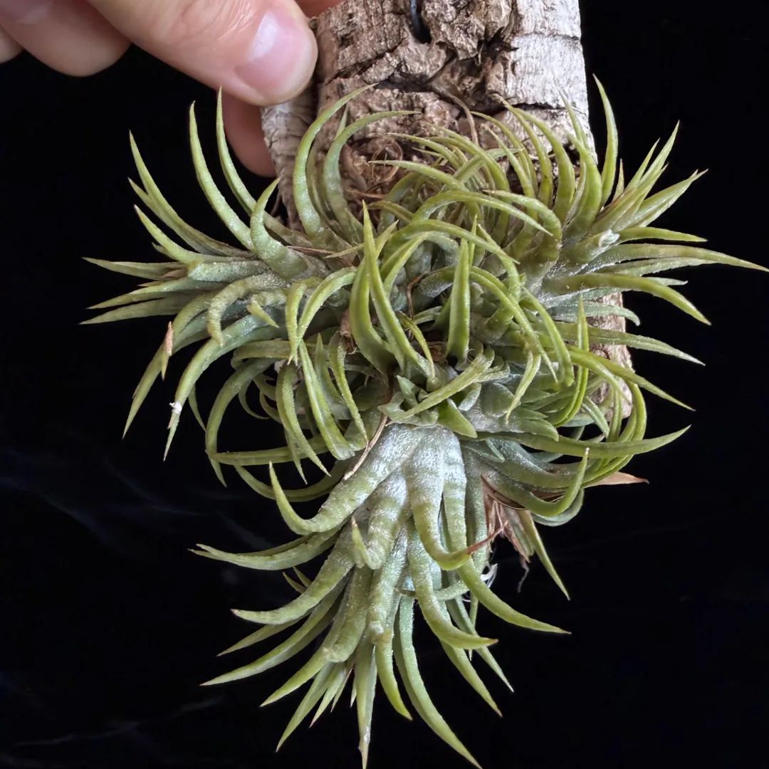 Tillandsia ionantha 'Mexican Zebra'の成長記録