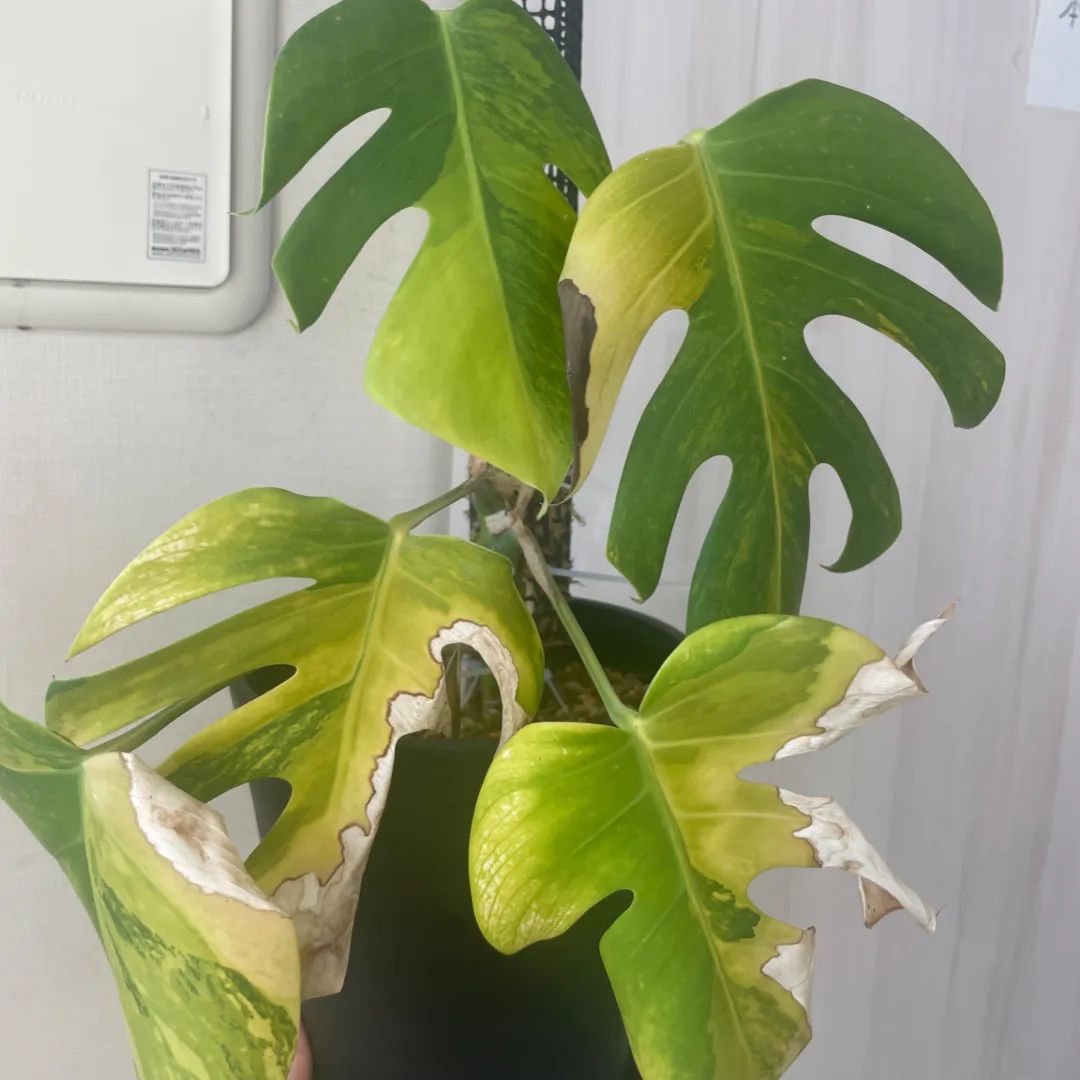 成長記録画像