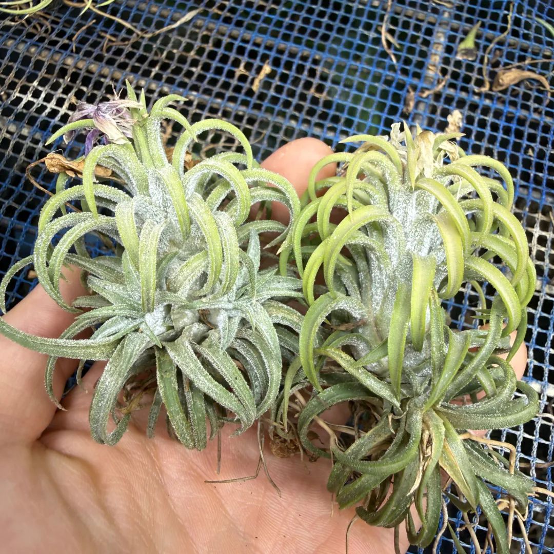 成長記録画像