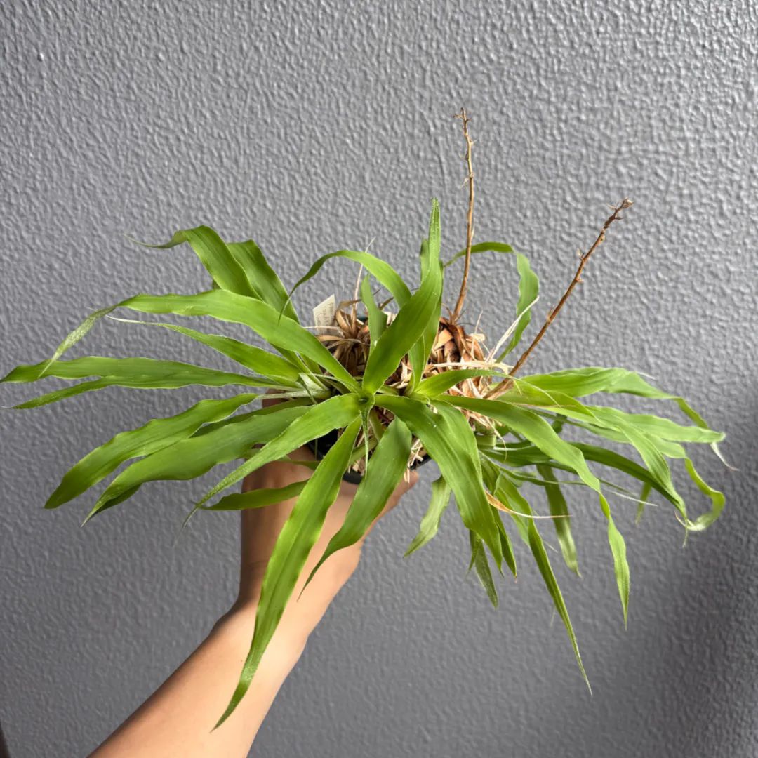 Growth record image