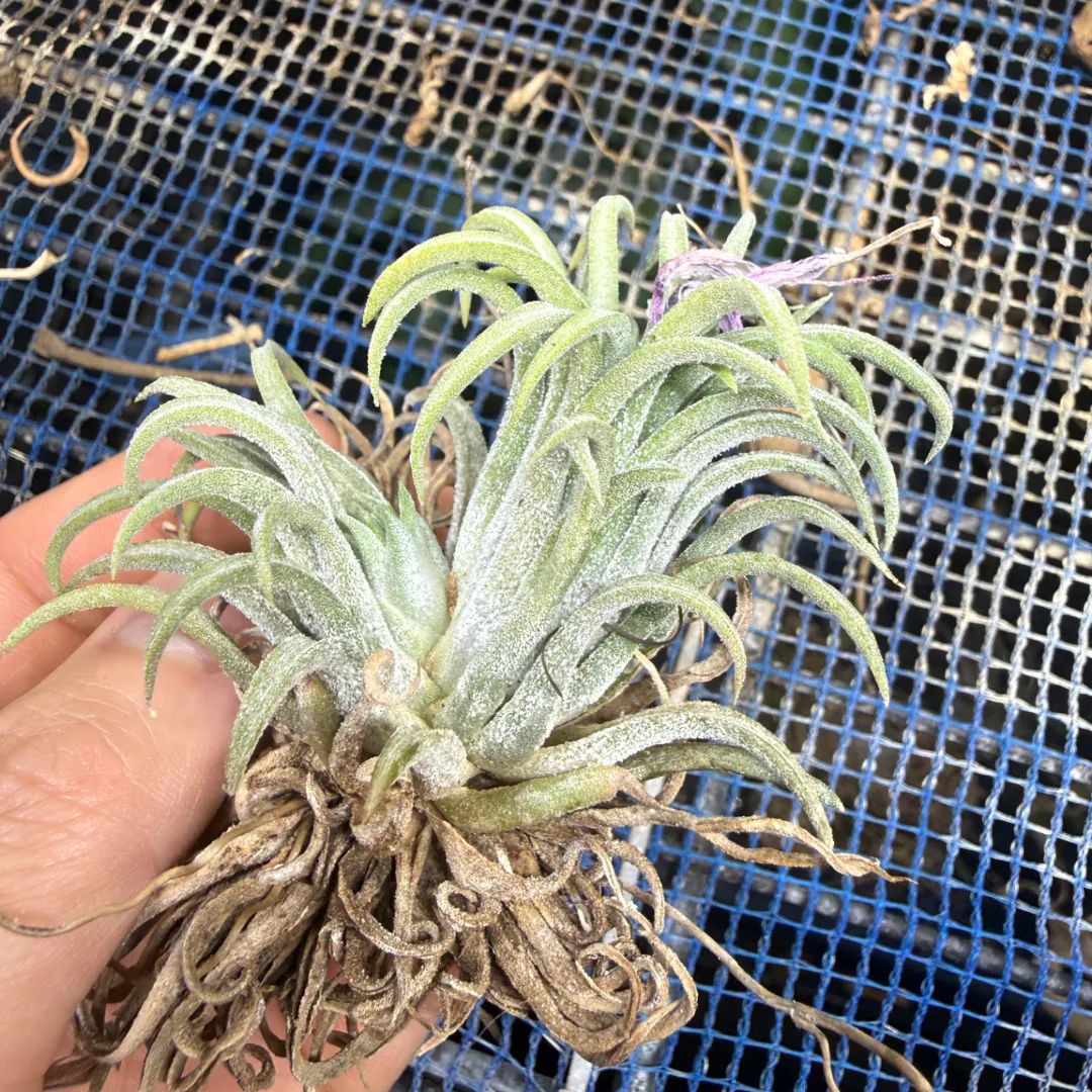 成長記録画像